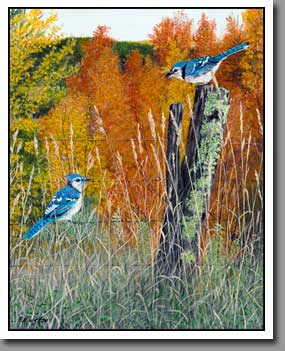 Autumn Blue Jays