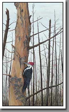 Good Harbor Pileated